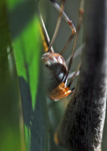 Réf. 240 516 : Opilio canestrinii